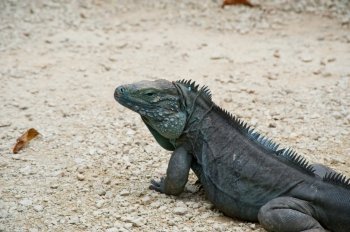 Blue iguana on Grand Cayman island