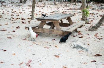 Chickens on Grand Cayman beach