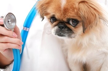 Vet and small dog isolated over white.