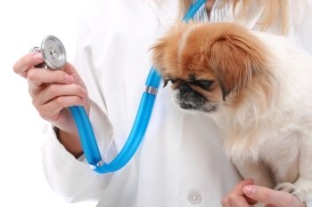 Vet and small dog isolated over white.