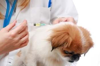 Dog Healthcare: vaccination. Isolated over white background.