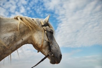 Horse head portrait on sky background                                