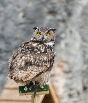 big owl with orange eyes looking at camera