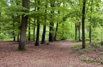 green forest in holland with wooden stool