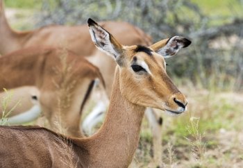 female impala kruger national park south africa