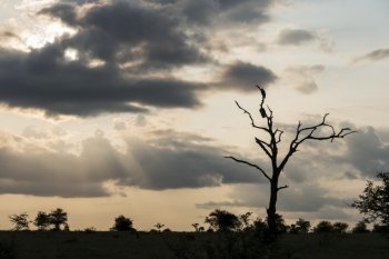 evening sunset in krugerpark with sunlight and vultures in the trees