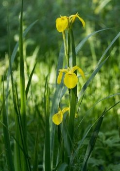yellow iris in green nature