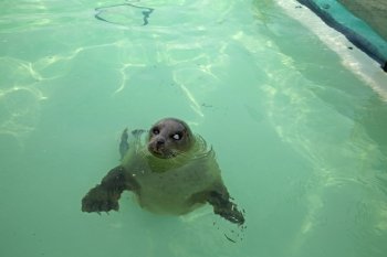 A seal in the Ecomare Pool in Texel