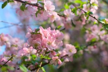 Pink cherry blossoms, springtime