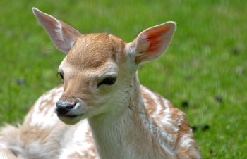baby calf deer resting