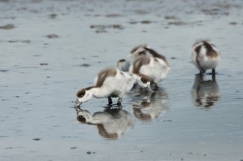 baby ducks feeding in the water