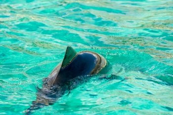 Harbour porpoise in a zoo