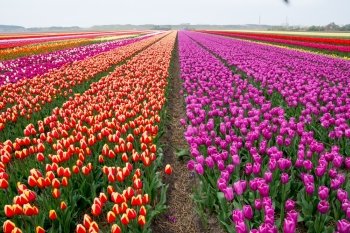 field of tulips with a blue sky