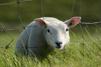 lamb head through fence