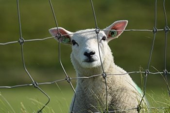 lamb head through fence