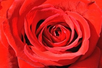 Close up of the heart of a red rose