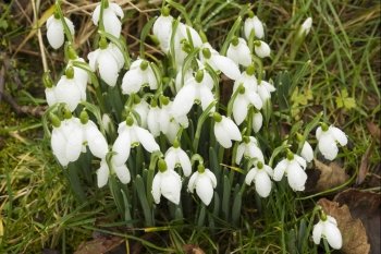 White UK Snowdrops, Galanthus, green stalks white flowers, drops of water after recent rain.