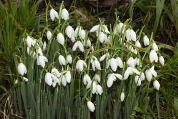 White UK Snowdrops, Galanthus, green stalks white flowers, drops of water after recent rain.