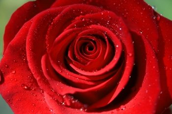 Close-up of Red Rose after rain