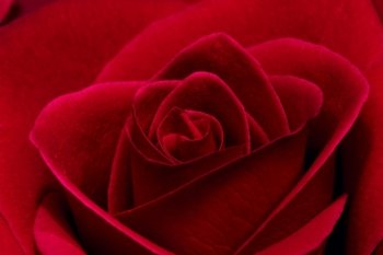 beautiful  red rose close up