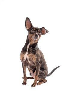 Black and Brown Chihuahua sitting on a white background