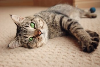 Green eyed kitten relaxing on cream carpet
