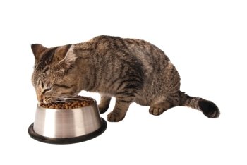 Tabby kitten eating kibble out of a silver dish on white