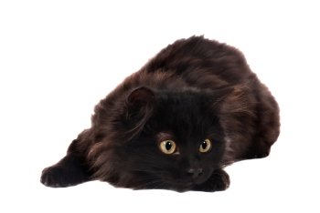 A long haired black kitten