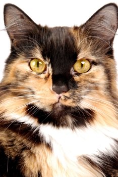A portrait of a calico cat