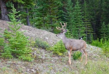 An eight-point buck, white-tail deer with velvet still on his rack.  A bird sits on his back, the two residing peacefully together in world renown Banff National Park.
