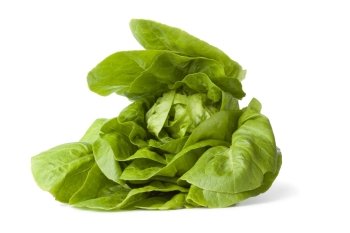 Green little gem lettuce on white background