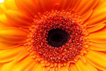a background of an orange gerbera flower 