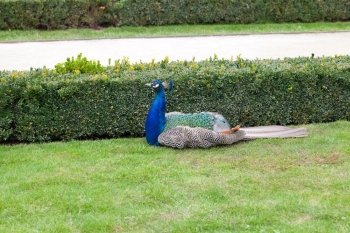 Peacock on the green grass