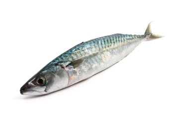 one fresh mackerel fish over white background