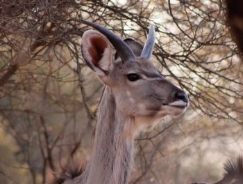 Young Kudu Bull with Still Streight Small Horns