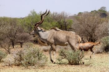 Large Kudu Bull Walking in a Nature Conservation Area