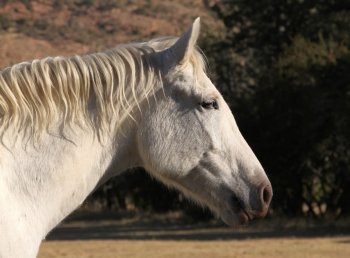 Head Picture of Large White Horse Head