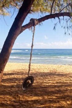 Rope swing from branch of tree on sandy beach by blue ocean