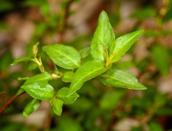 Leaves of vietnamese coriander plant herb in macro with rain drops