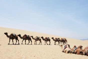 View of camels taking a safari in the deserts