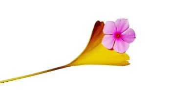 Golden ginkgo leaf and a purple flower isolated on a white background