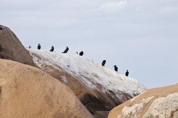 Lake Malawi, birds on the rocks