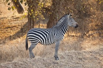 Beautiful wild zebra in the bush of Africa