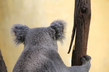 Koala in a Eucalyptus