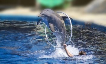 beautiful dolphin jumping through a hoop high