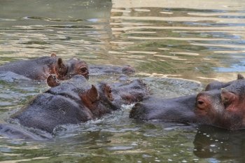 Family of hippos on lake
