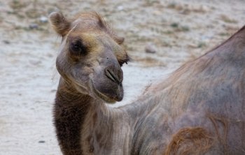an old camel face