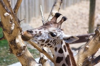 adult giraffe nibbles and sucks the bark of a tree