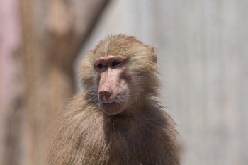 face of an adult baboon