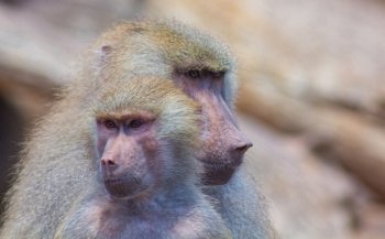 Young couple baboons